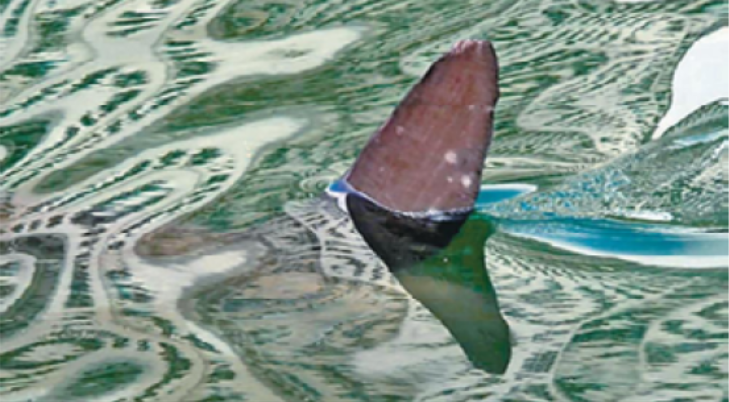 《媒體和資訊素養》教材（初中）主題四